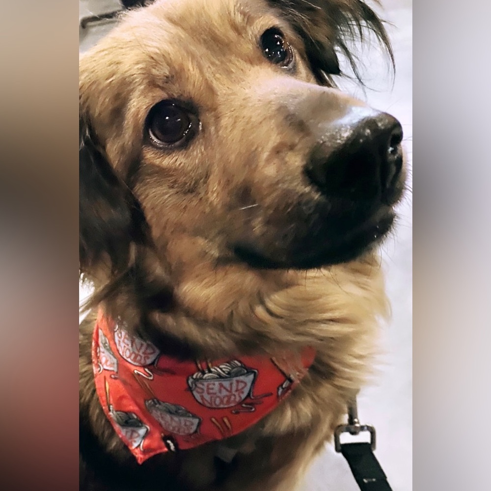 “Send Noods” Dog Bandana, Me Undies, BuddyBand